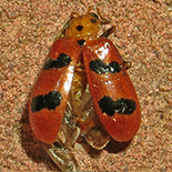 Leptaulaca venula